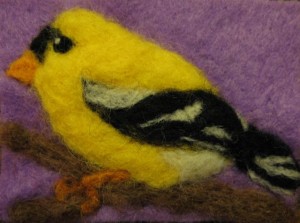 Yellow Finch